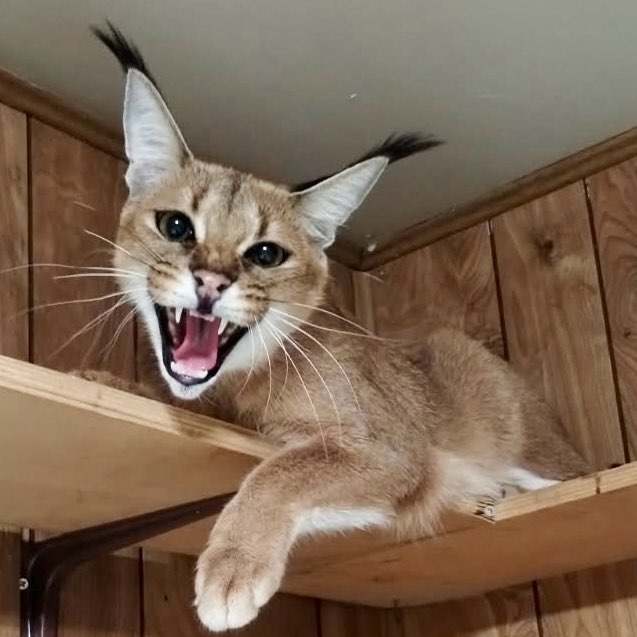 (It’s a)  🐆 Wild Life 🐅 logo