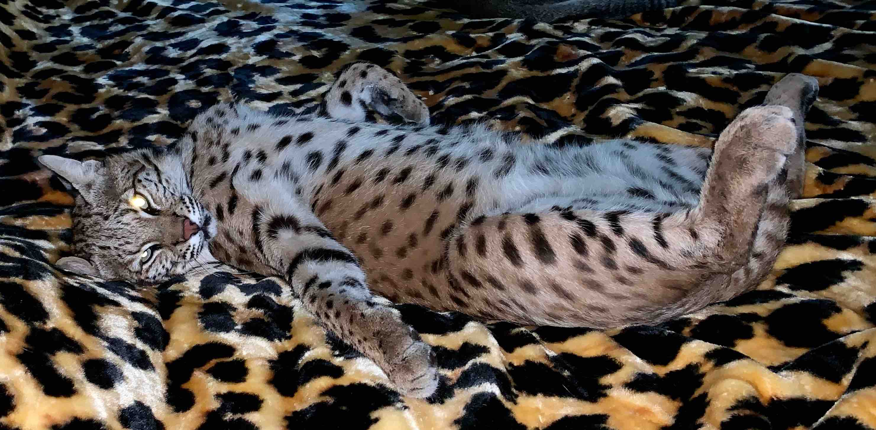 (It’s a)  🐆 Wild Life 🐅 banner