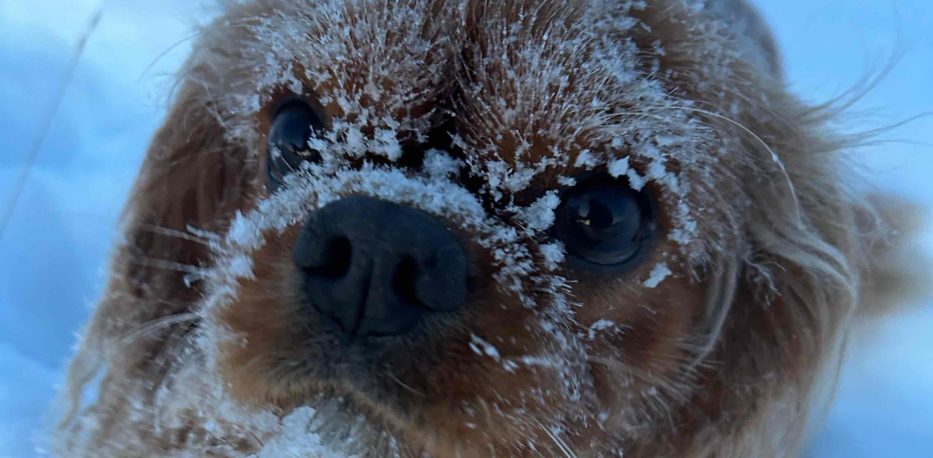 Команда Михеевой banner