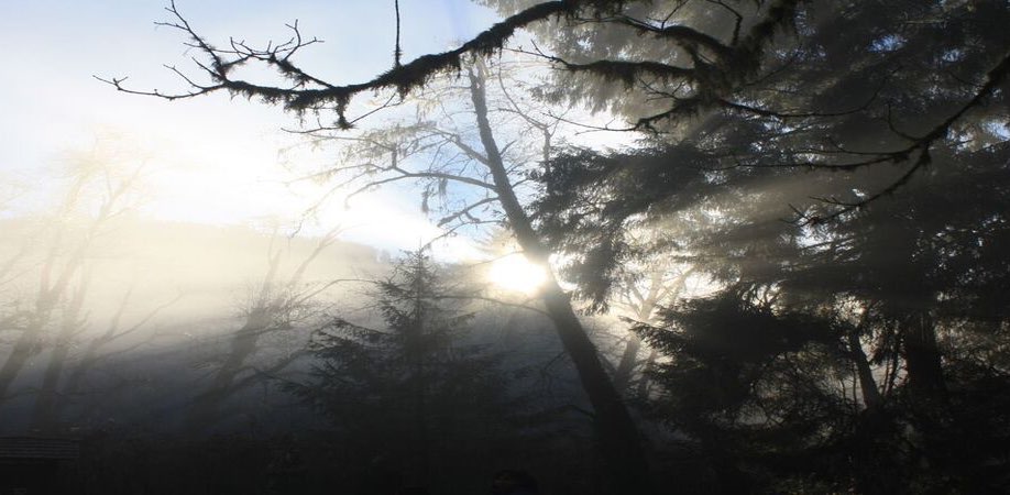 оборегены banner