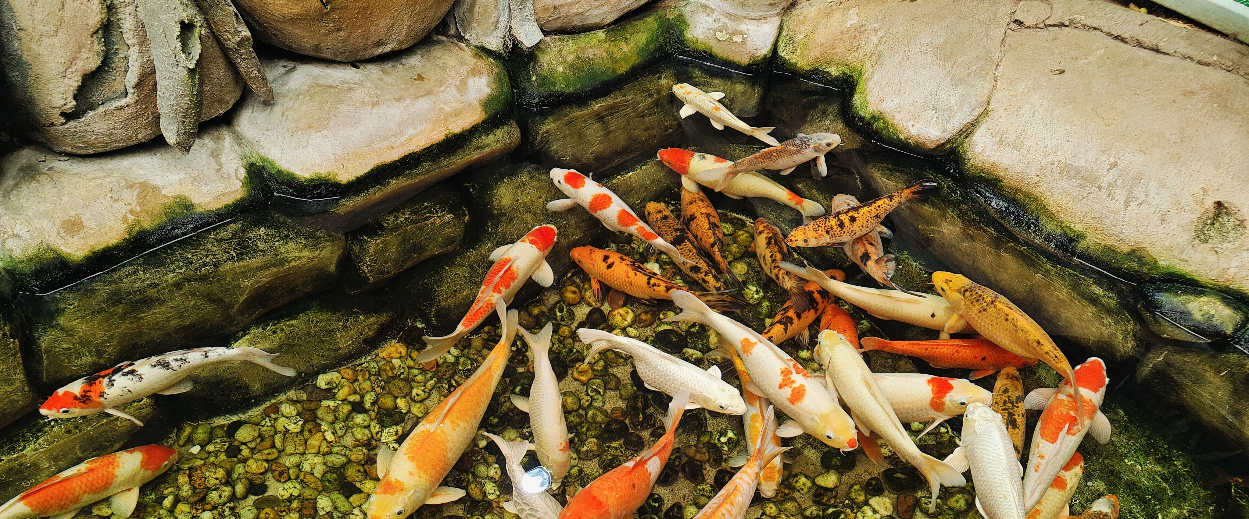 TCS Siruseri Walkers banner