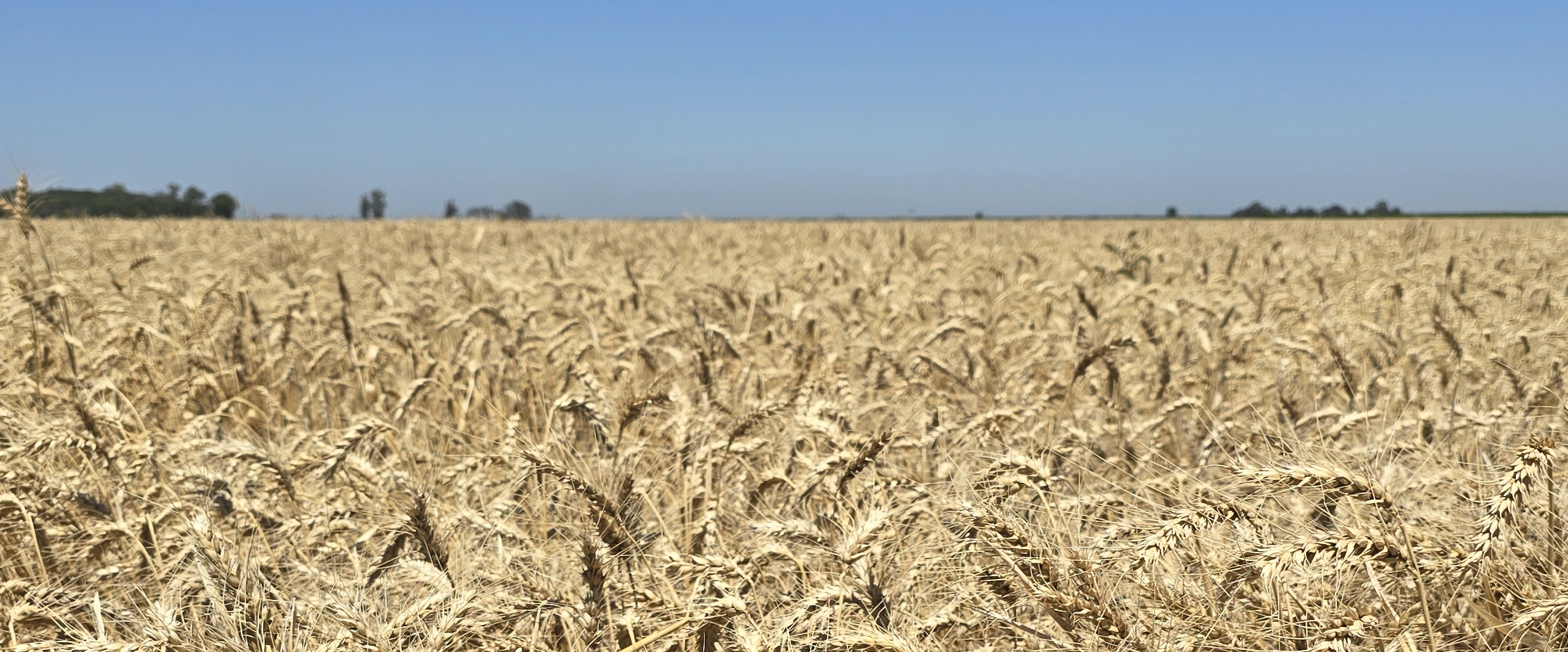 Amigos en las caminatas. banner