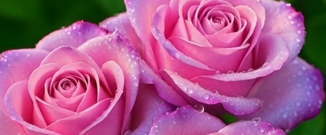 😊Midlife Mavens😊 banner