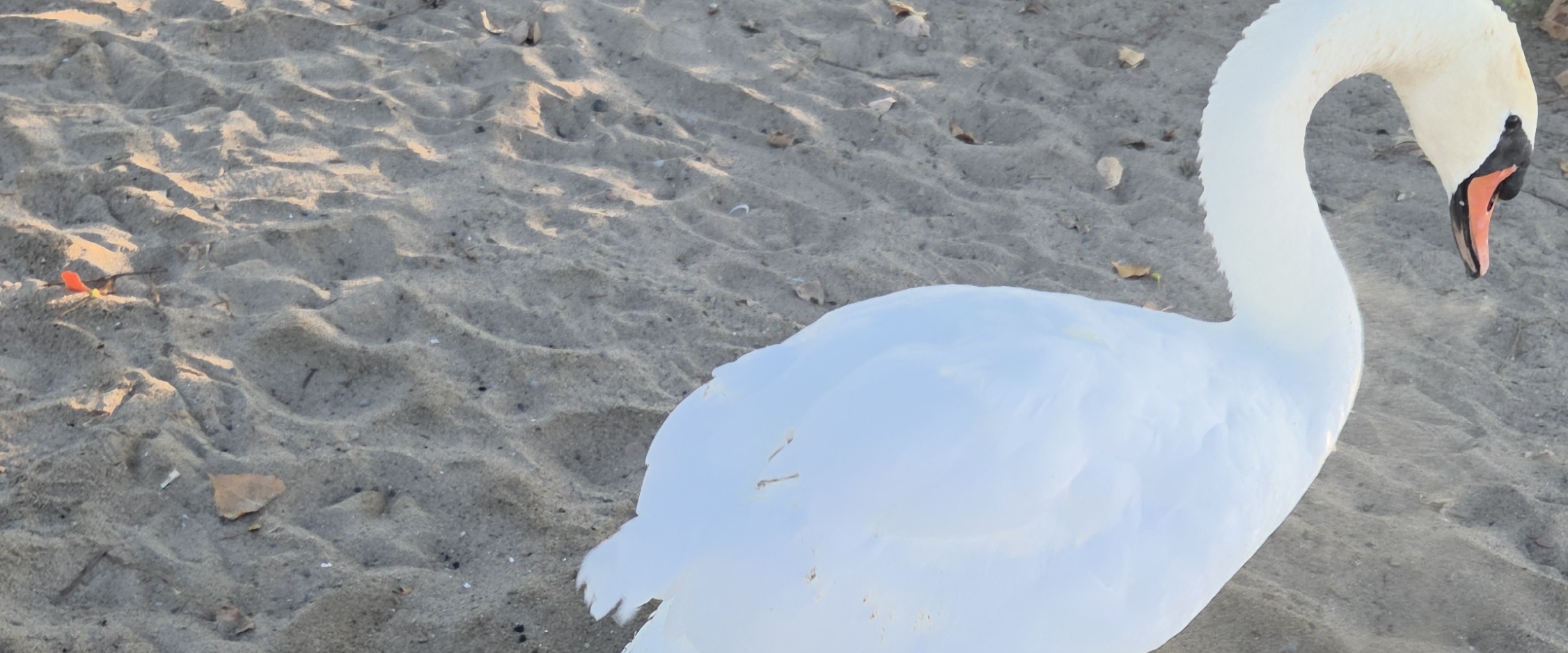 🦢SWANS BEAUTY BIRDS🦢 banner