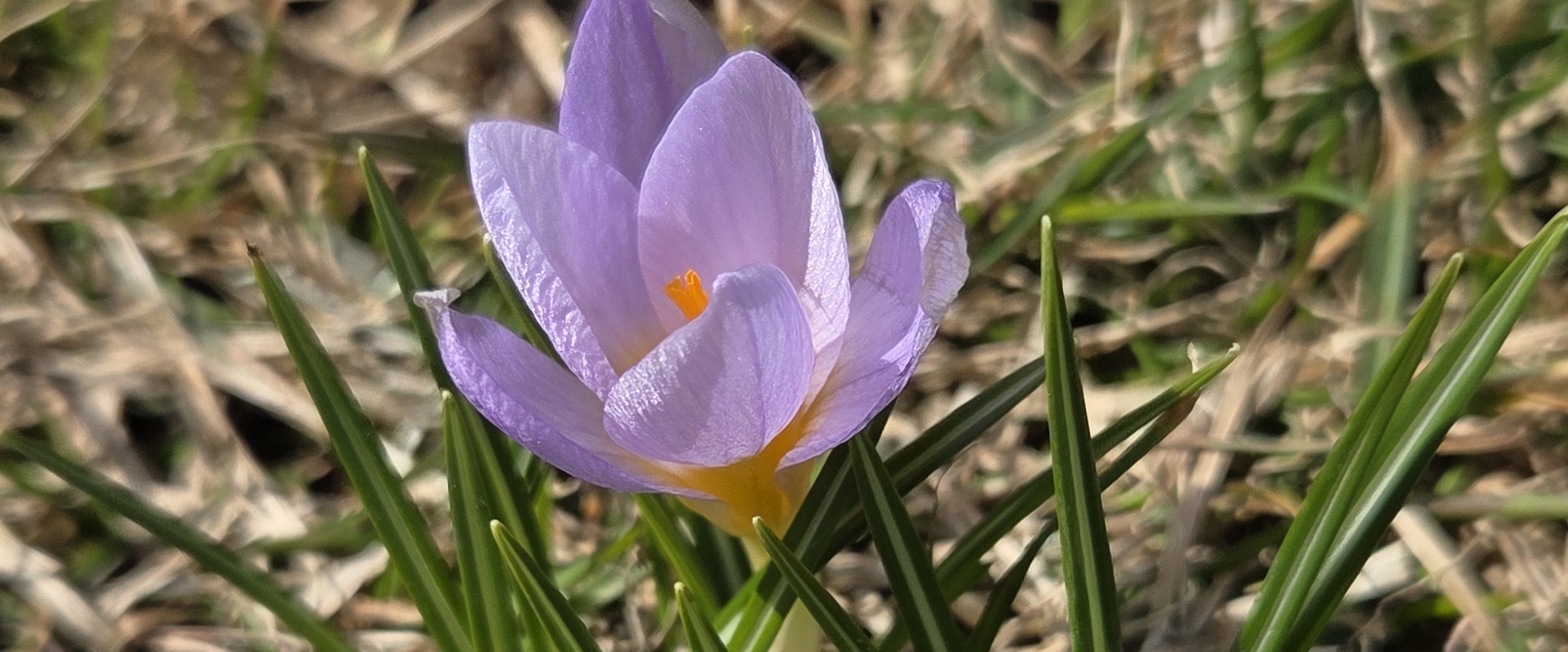 ✨️STACK STEPS✨️ banner