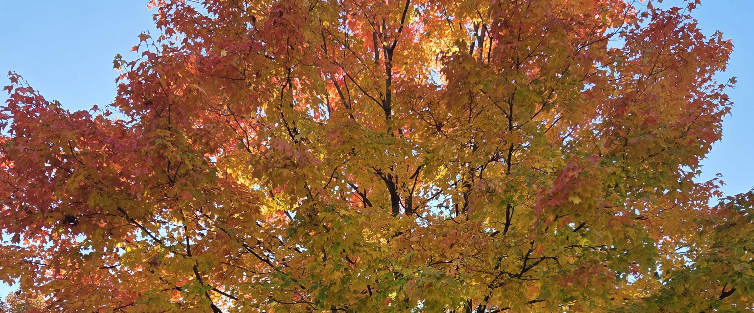 نادي الخويلدية الرياضي banner