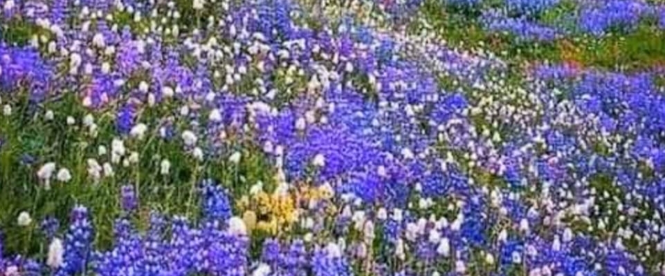 ☘️SPRING COLORS☘️ banner