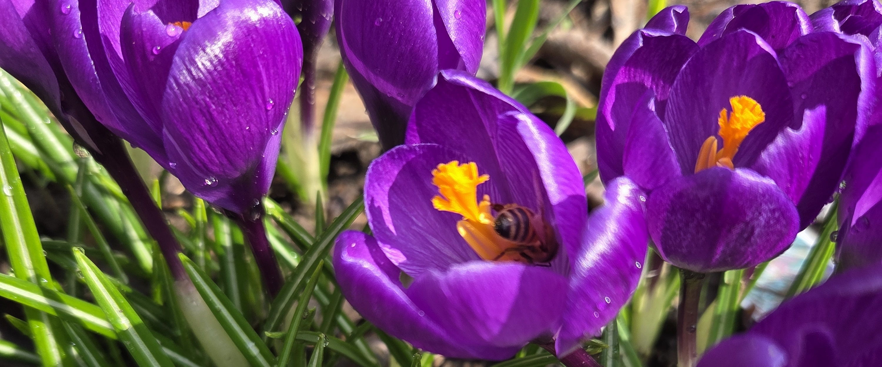 ❤️SPRING TIME❤️ banner