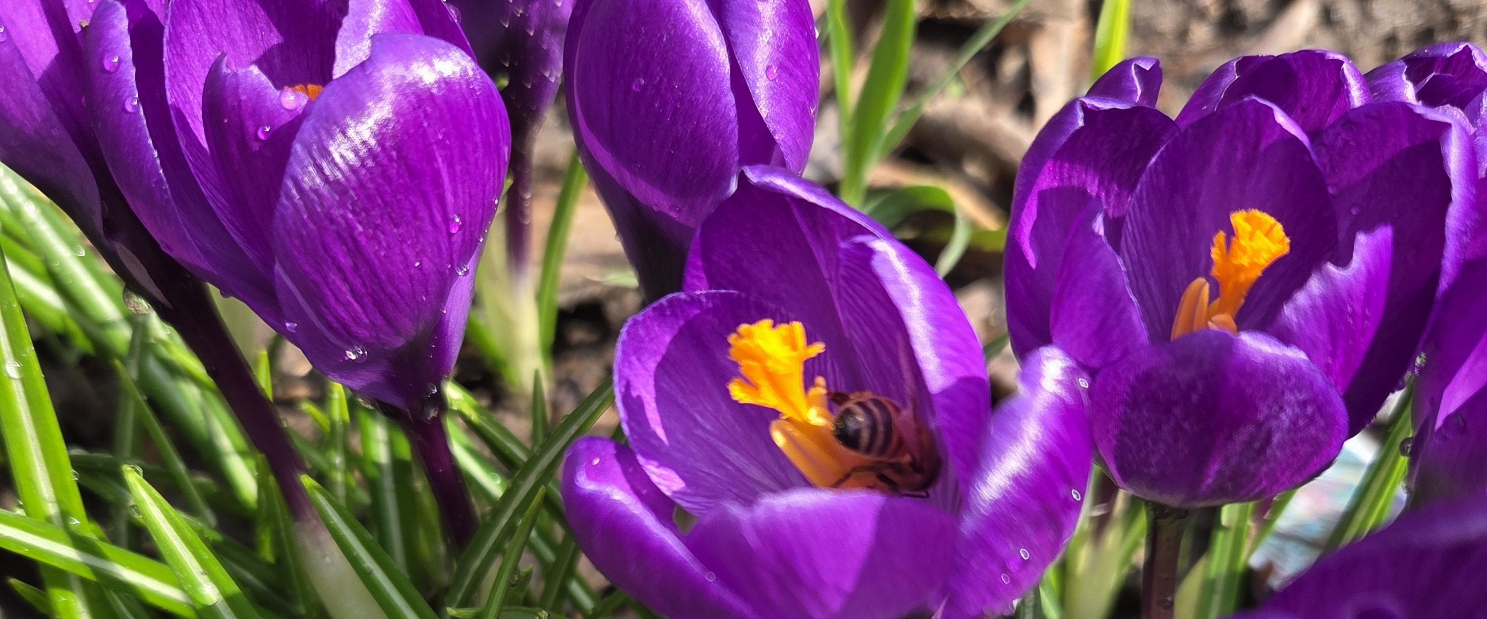 Widatra Bhakti Steps Challenge banner