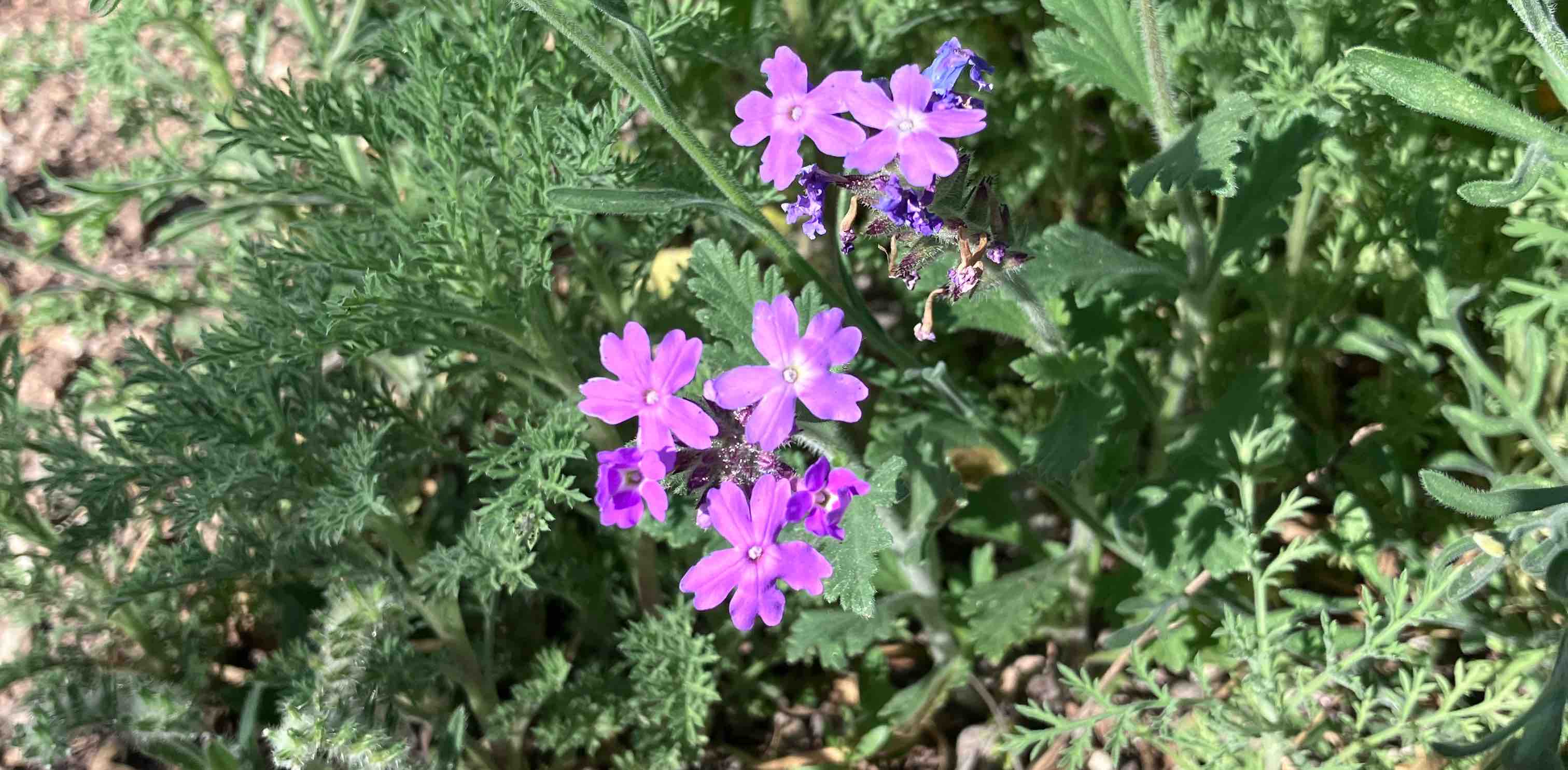 Cactus and cobwebs banner
