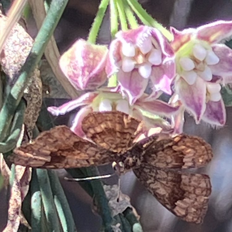 Cactus and cobwebs logo