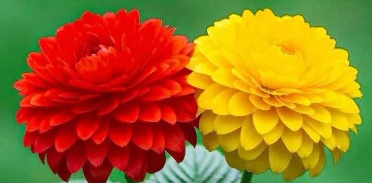 Step Warriors banner