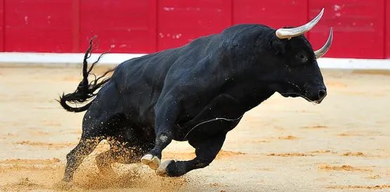 الثيران الهائجة banner