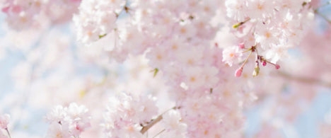 🌸2026년 강원지회🌸 banner