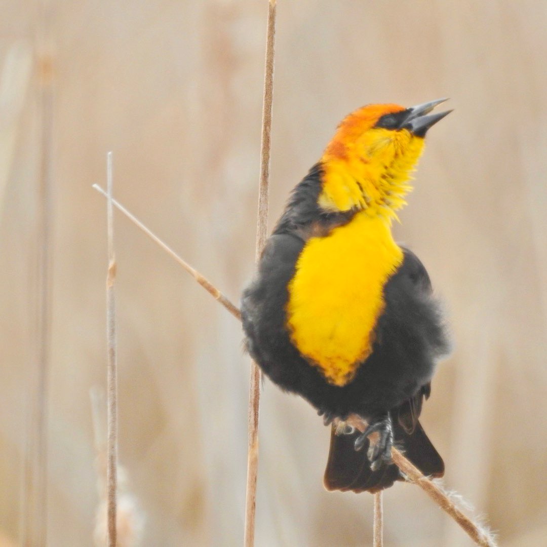 Bird Nerds 🐦‍⬛ logo