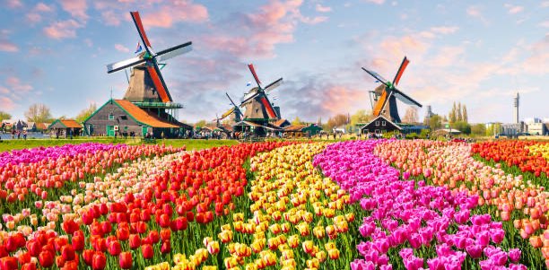 Expats in the Netherlands banner