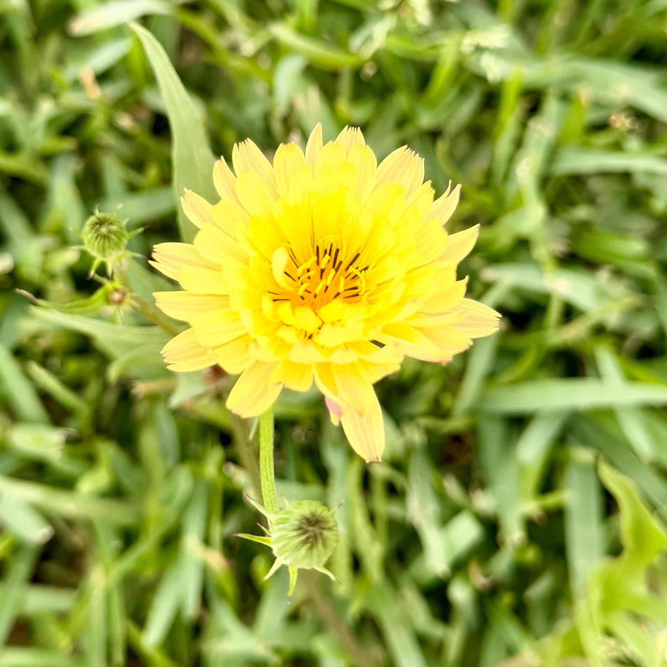 The Blissful Walkers logo