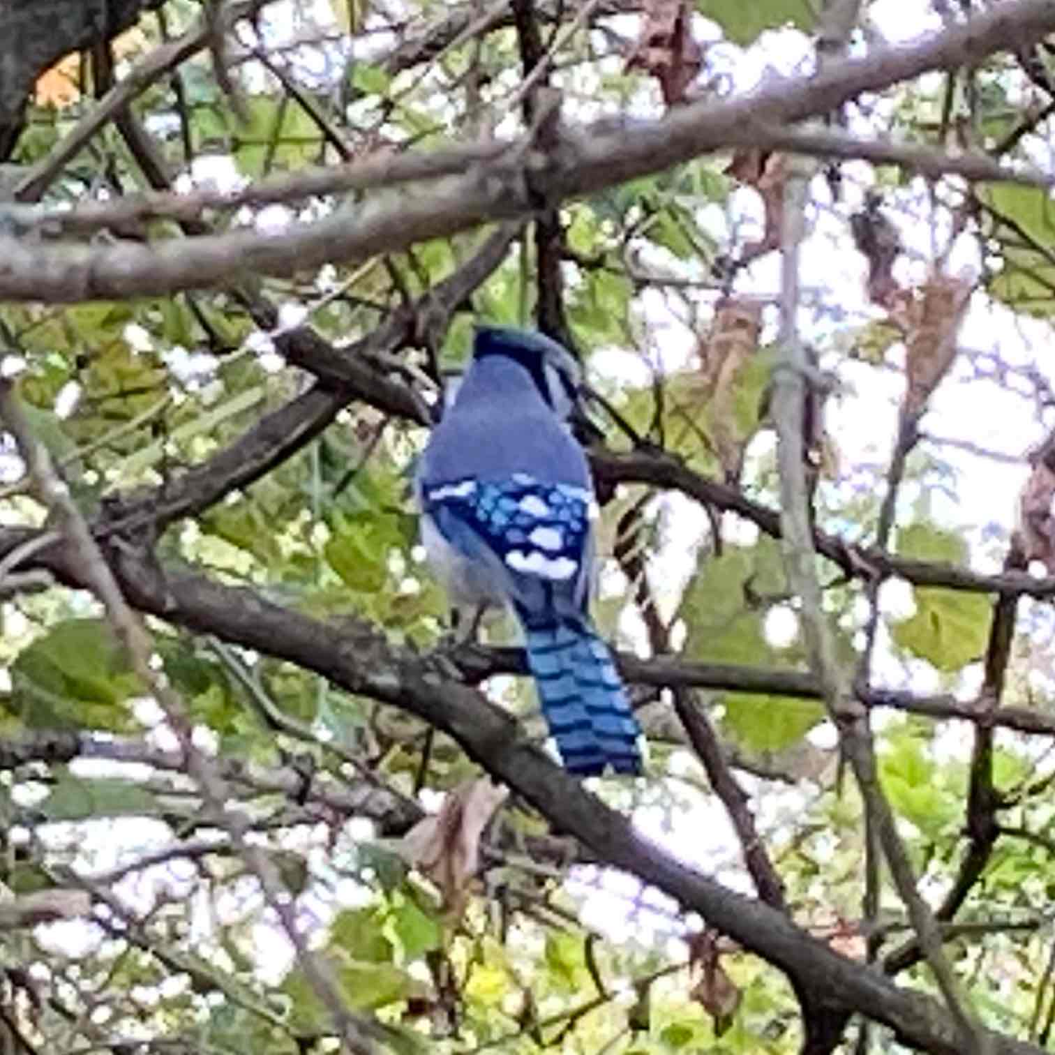 🐝ONE STEP AT TIME🐝 logo