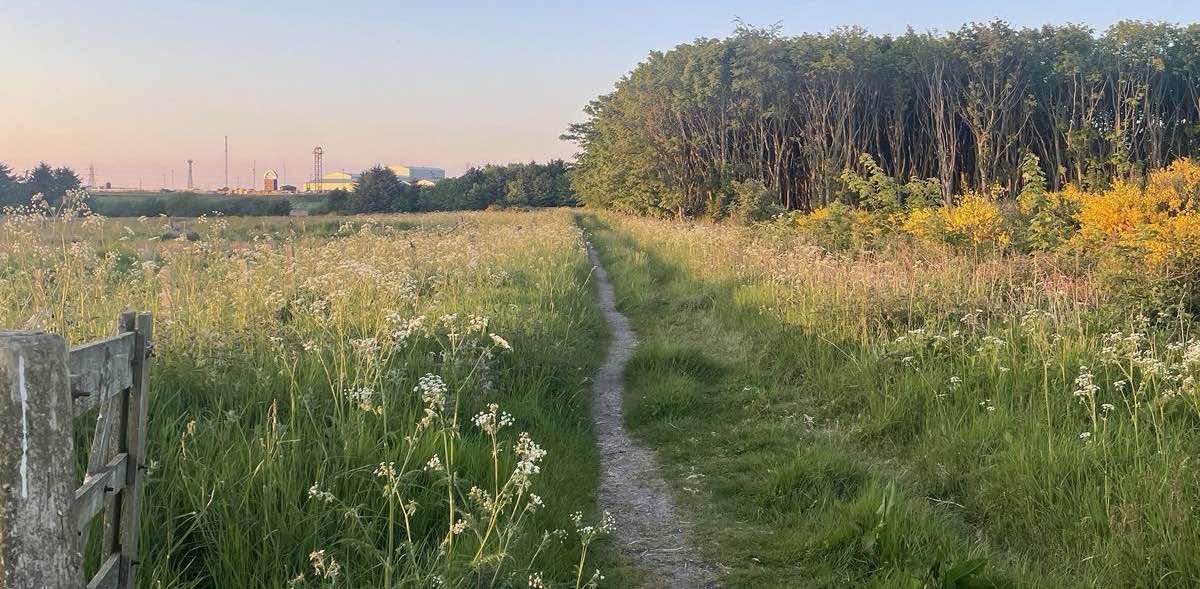 Risky Striders banner