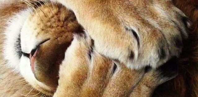 Львиный квартал banner