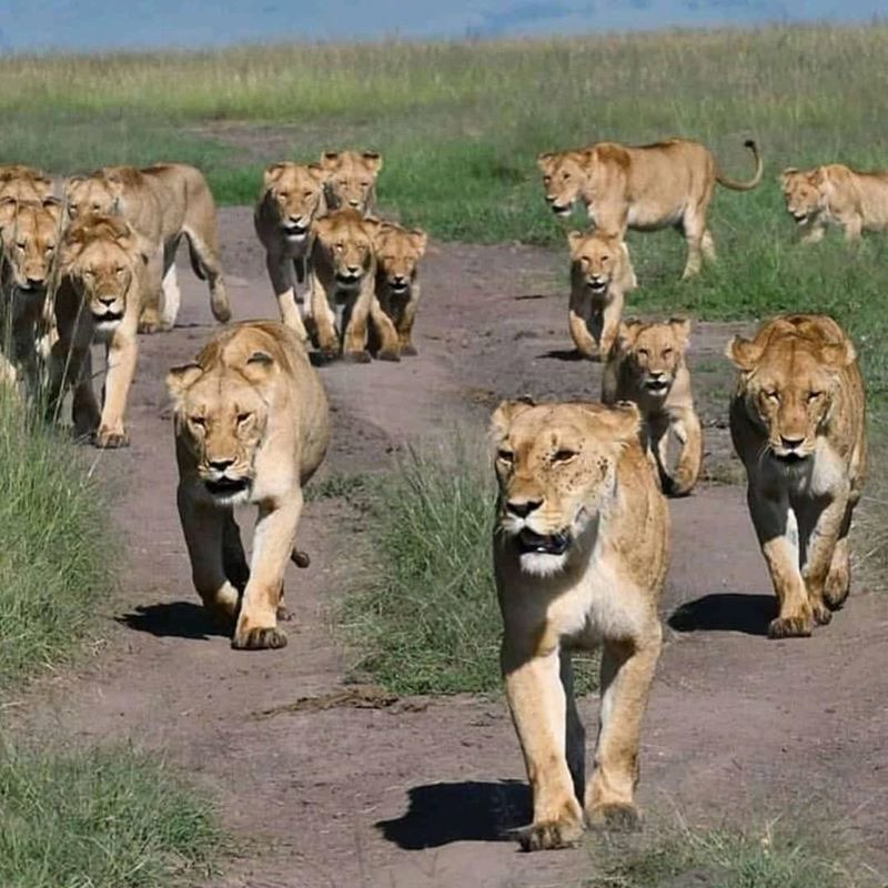 Львиный квартал logo