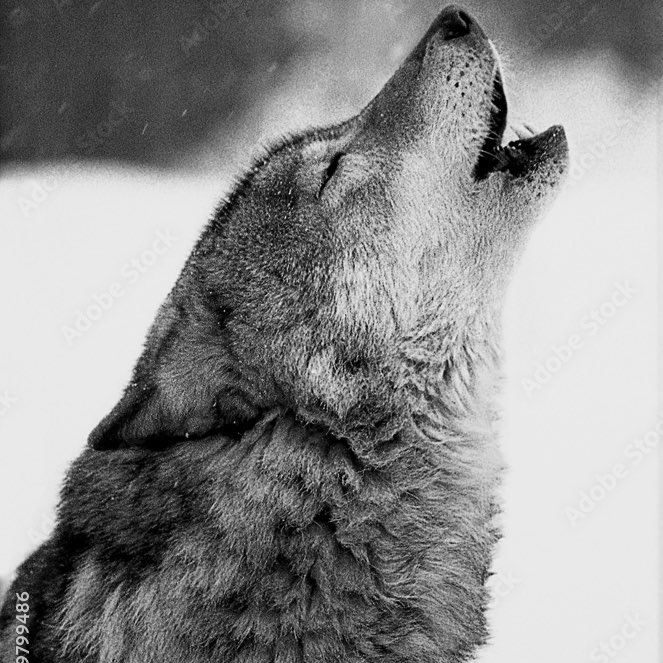 WØLVES of VÅLHÅLLÅ logo