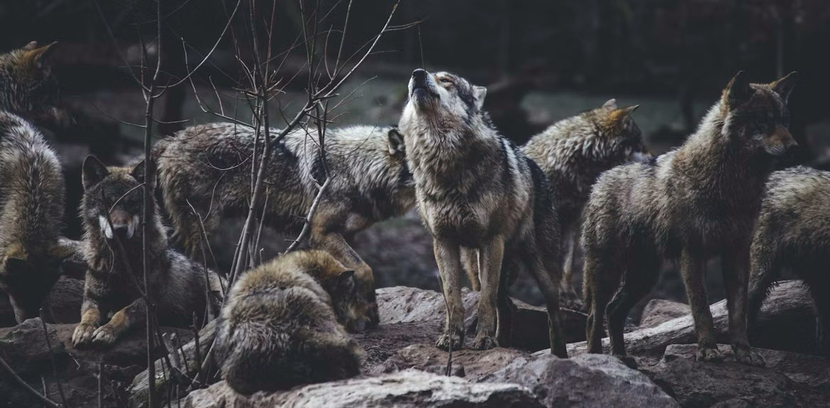 WØLVES of VÅLHÅLLÅ banner