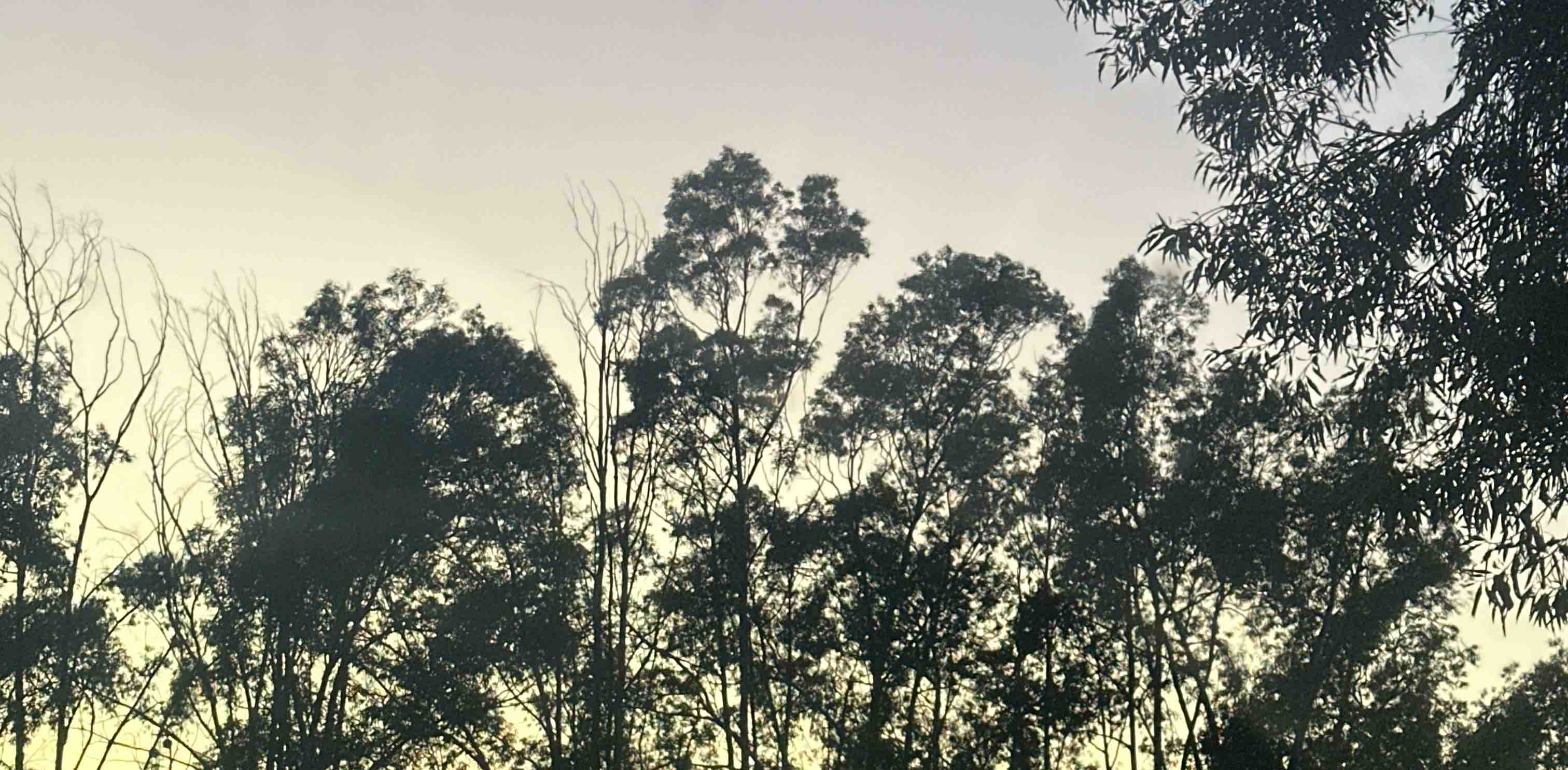 Diamond Divas banner