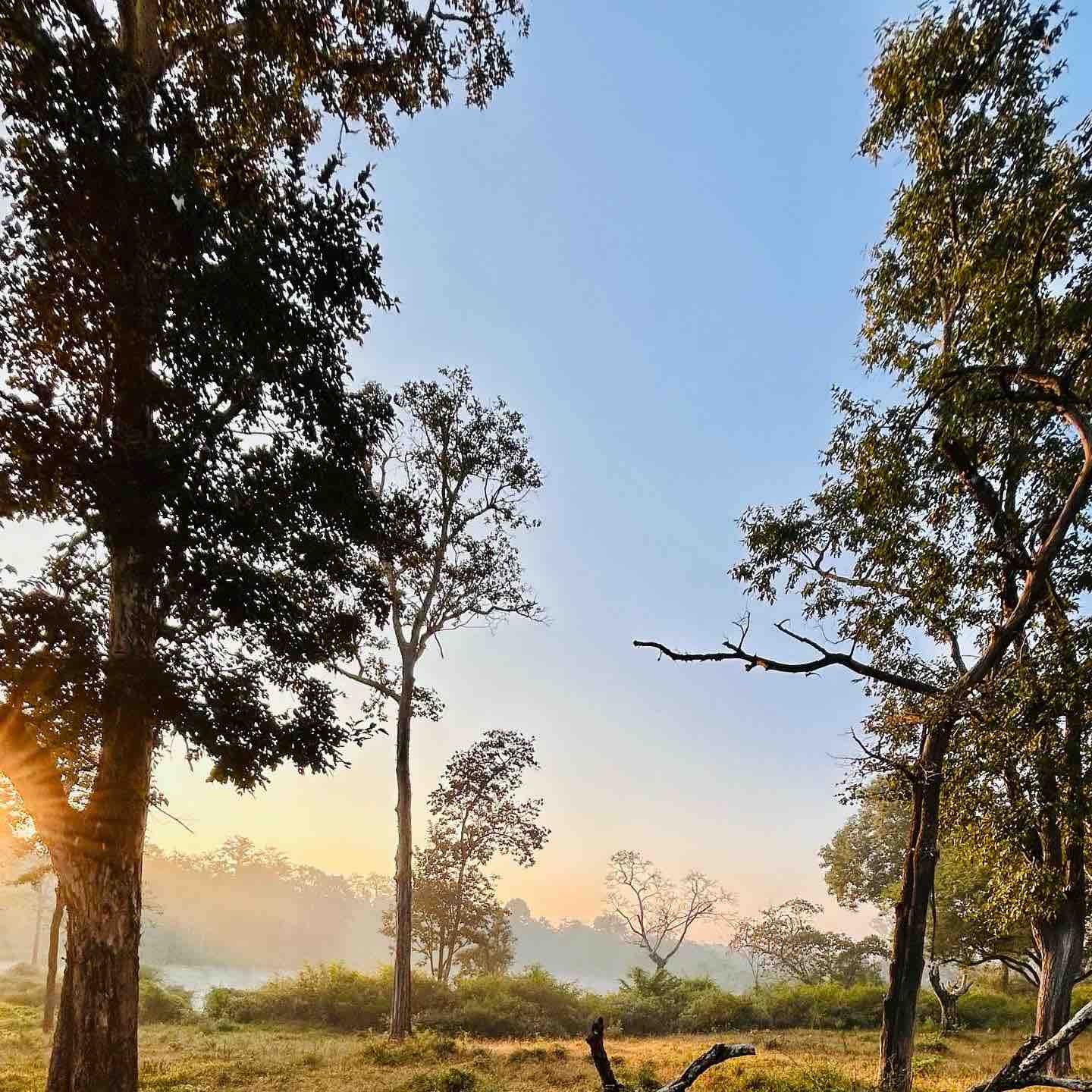 My Walking Club logo