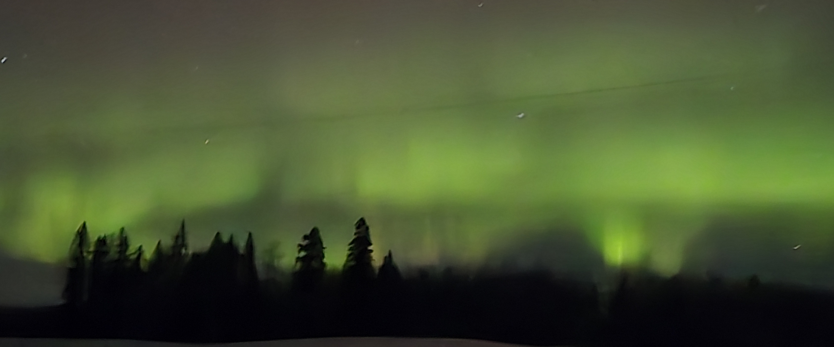 Forest Walkers banner