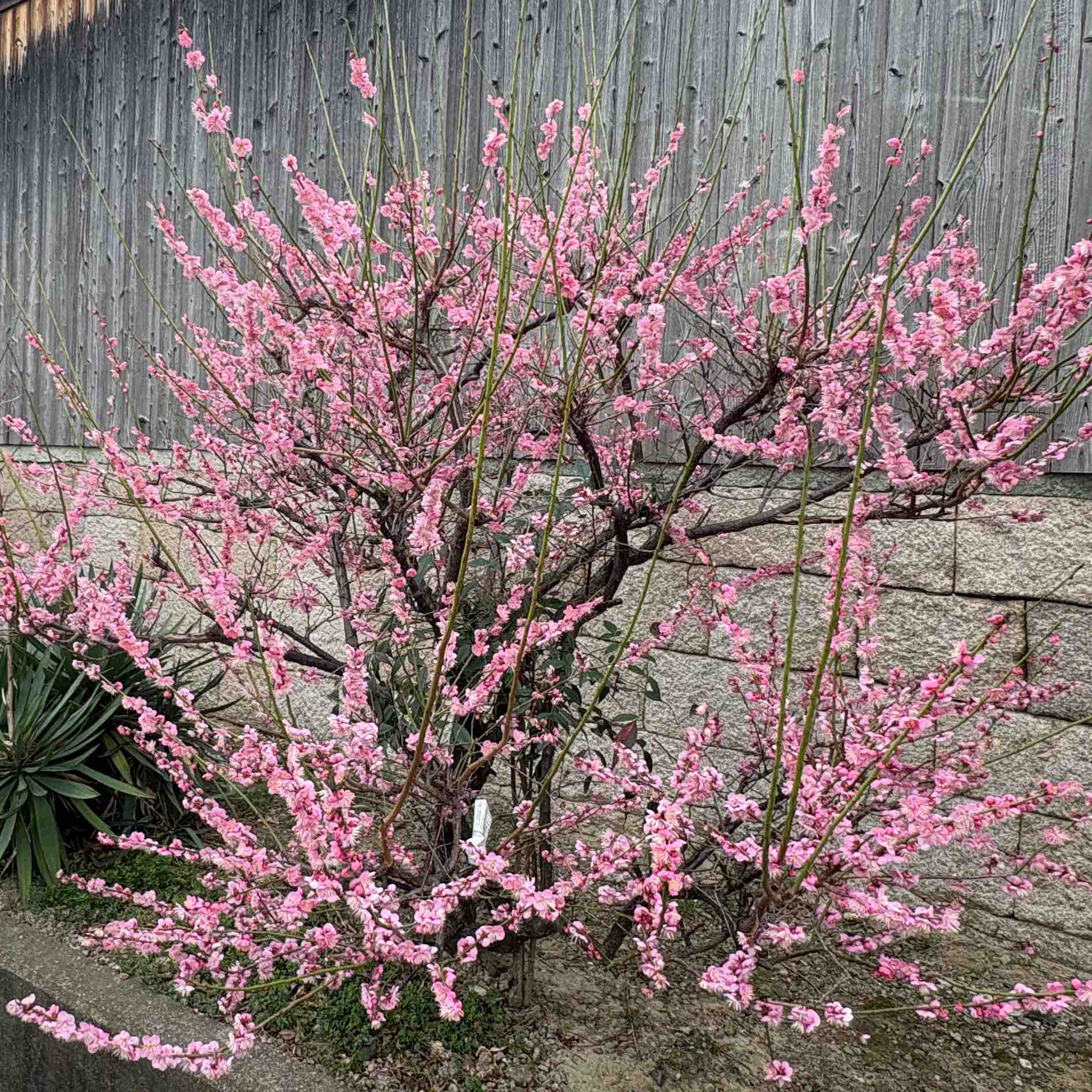 🚶🏻‍➡️関西テクテク🚶‍♀️ logo