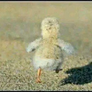 تيم حارقين الخطوات 🔥 logo