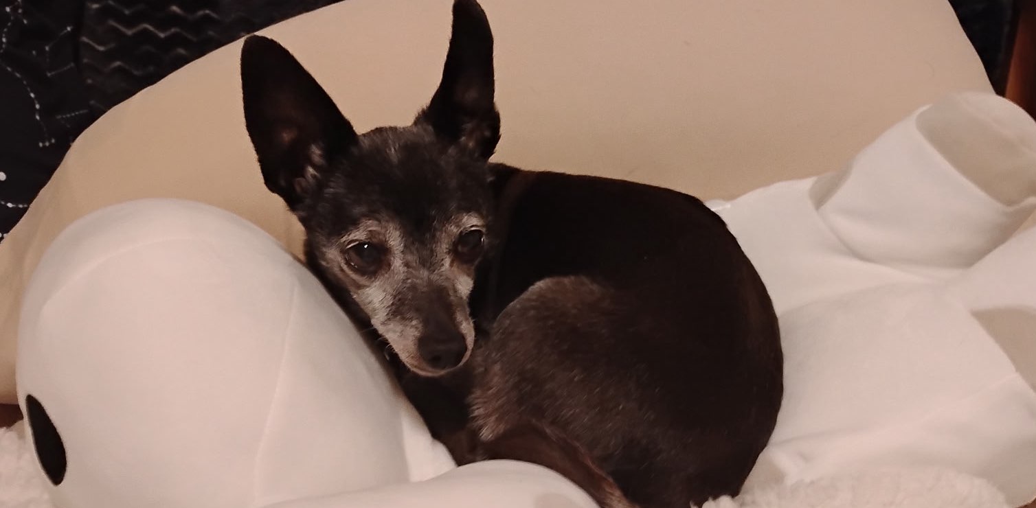 The Meep Club banner