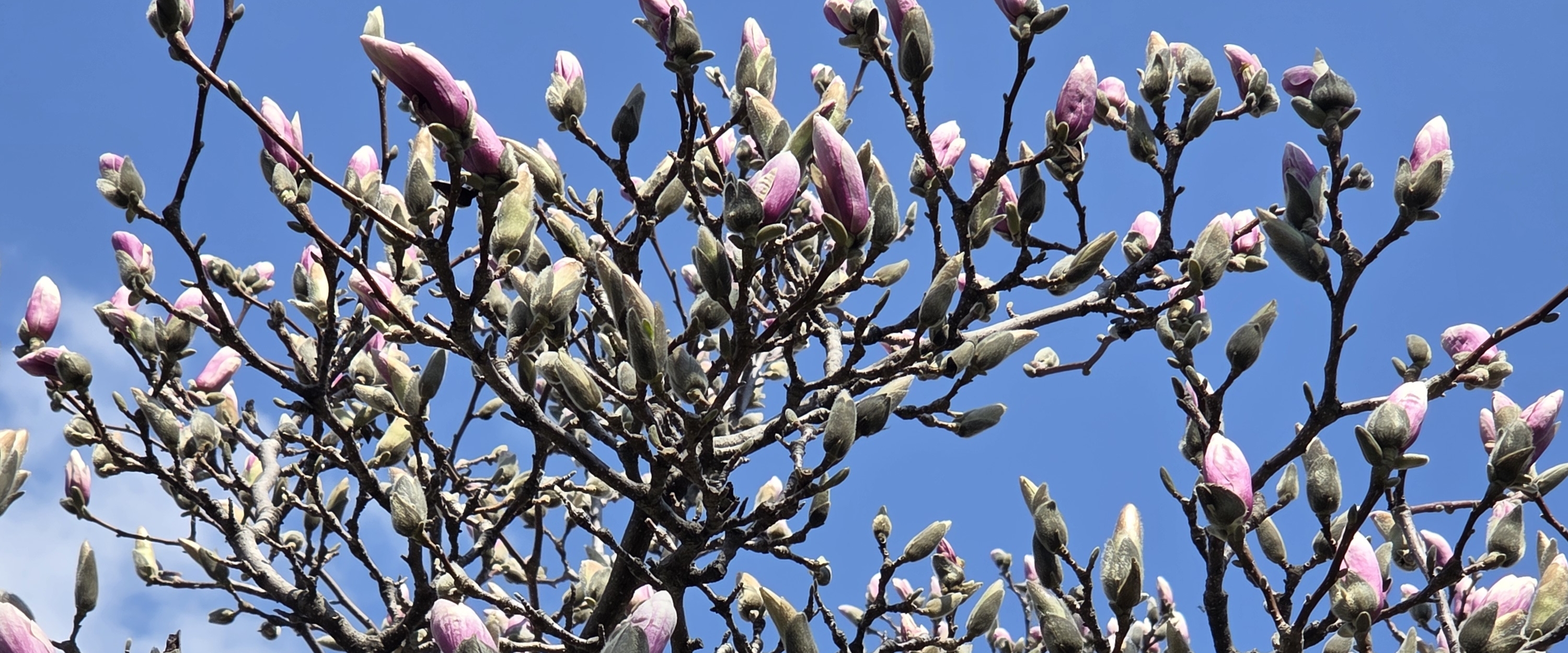 🌸SPRING IS BLOOMING🌸 banner