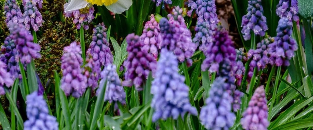 ✨️SOUTH ARABIA PACERS ✨️ banner