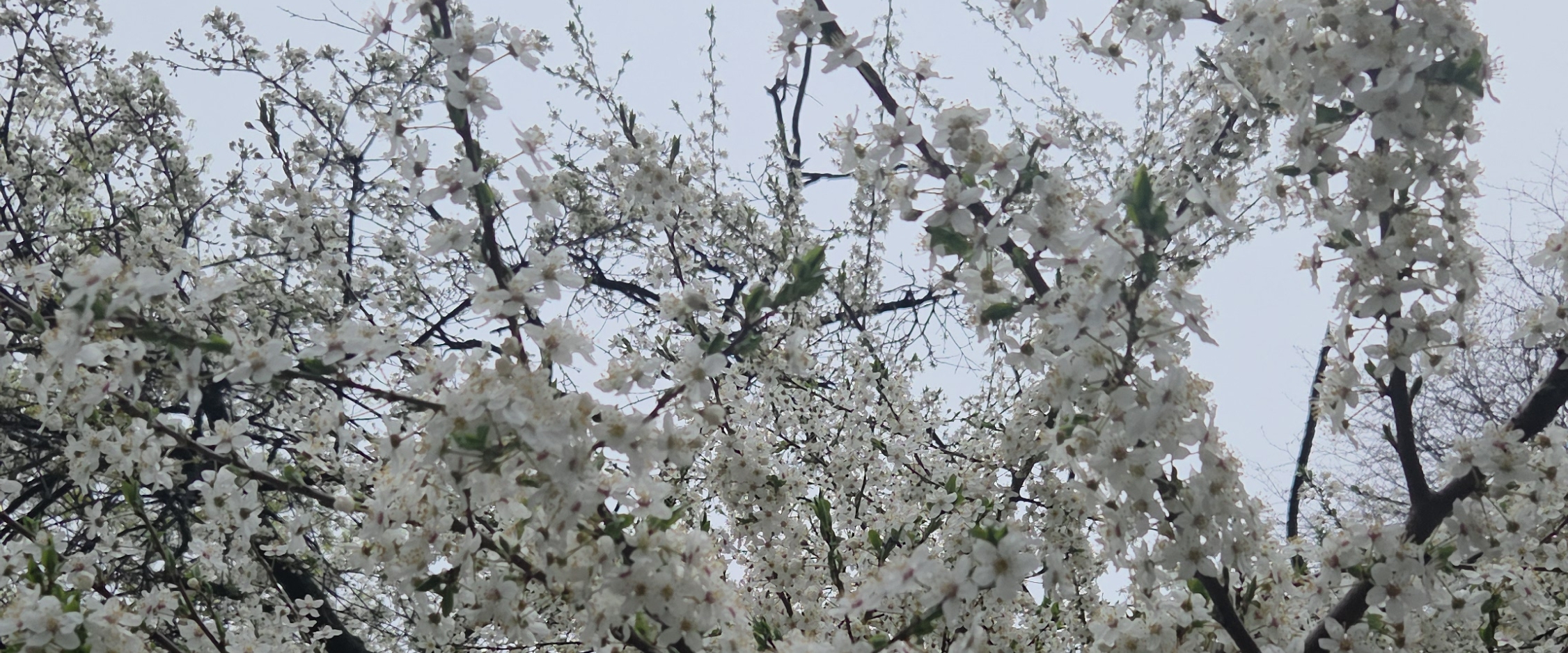 💐Walking around 💐 banner