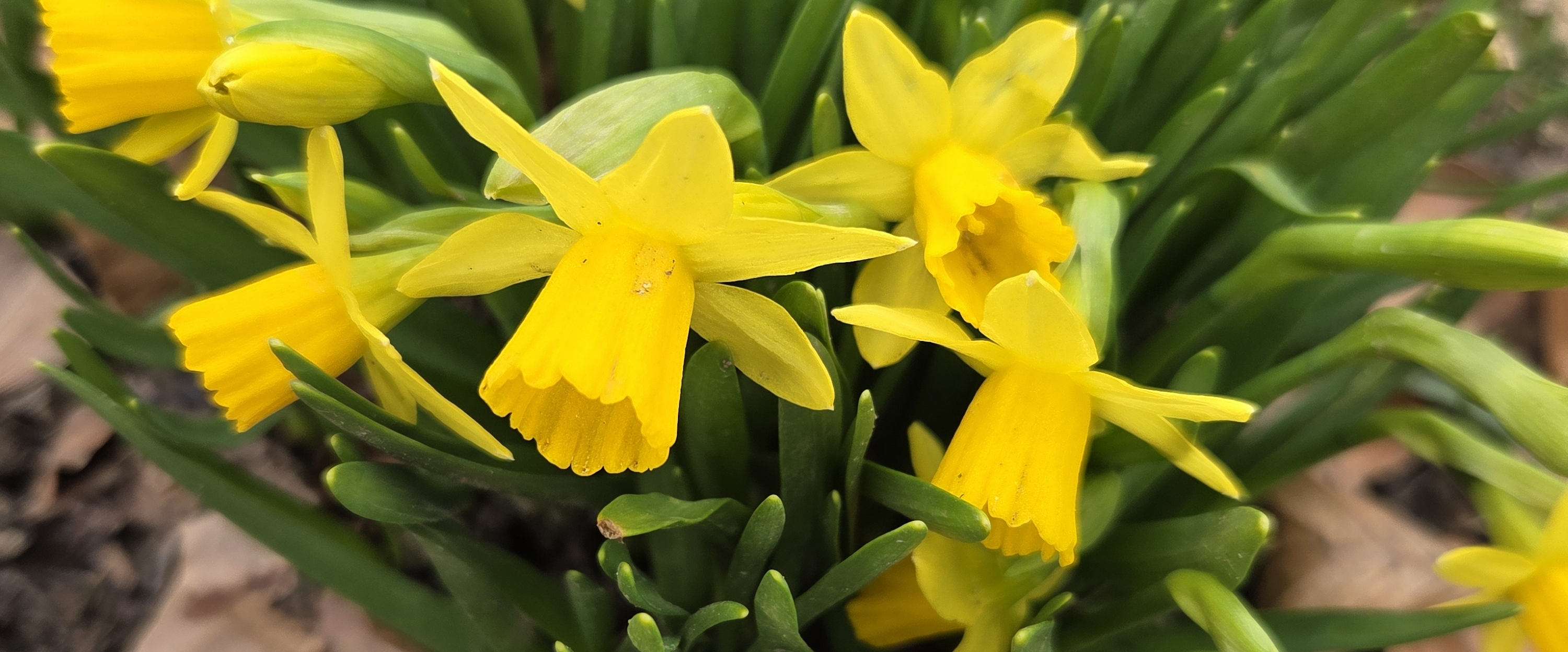 🌷JUST WALKS🌷 banner