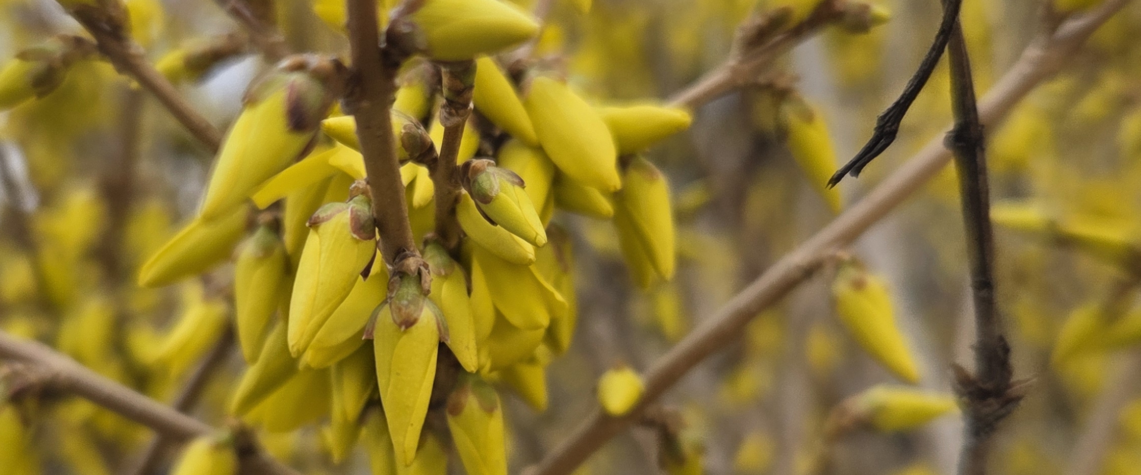 ✅️NATURE STROLLS✅️ banner