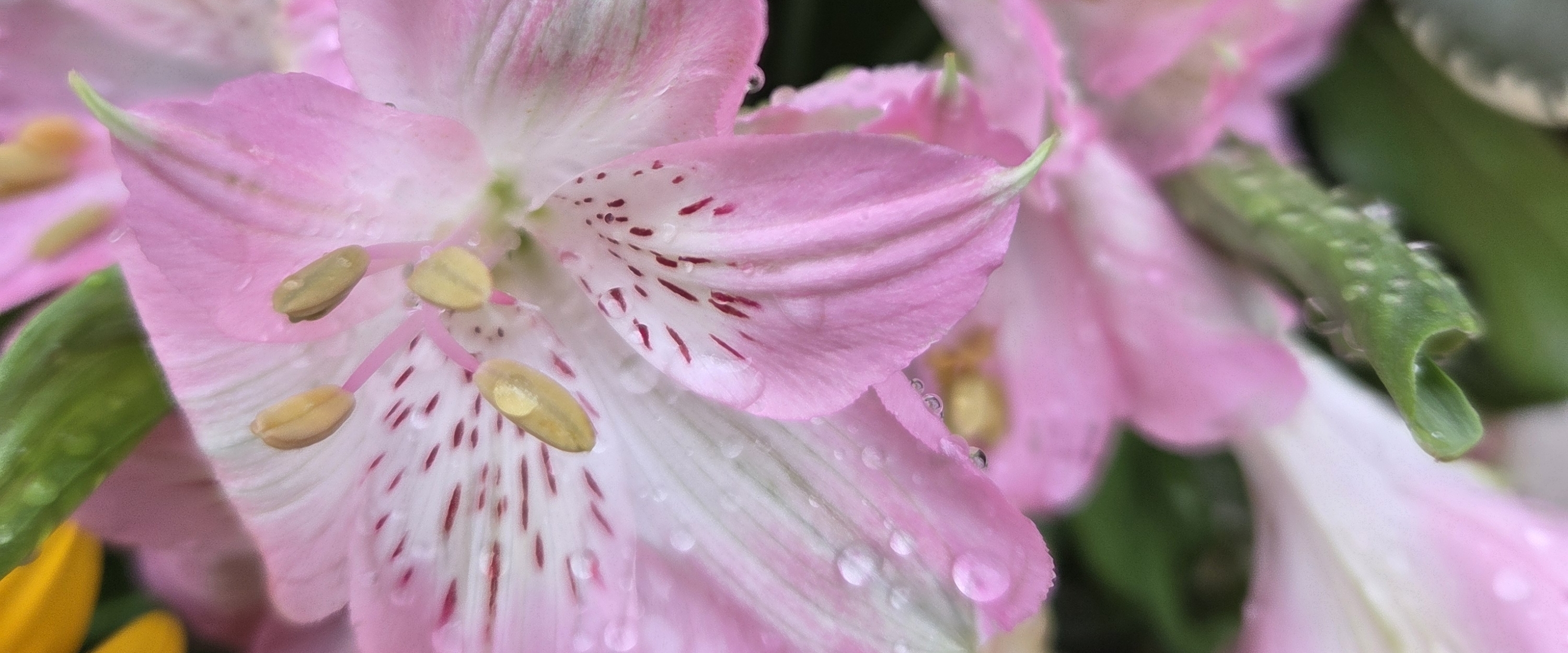 Rudens mazulīši 🍂 banner