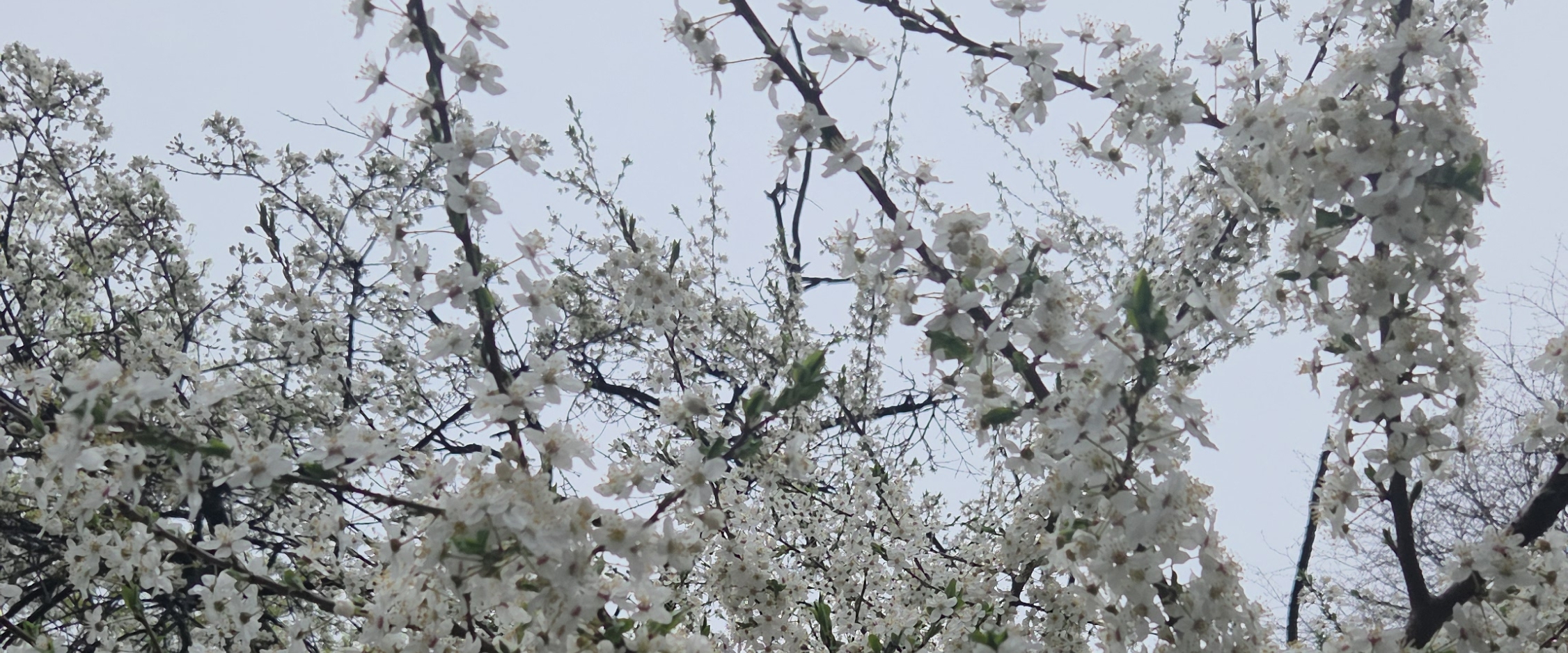 🎊Wir werden Fit🎊 banner