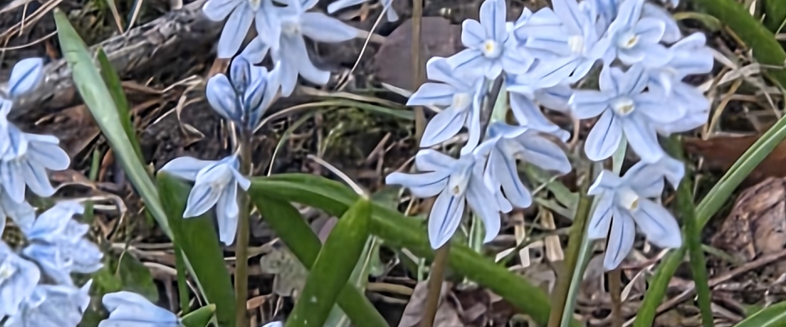 📚AWESOME PACERS📚 banner