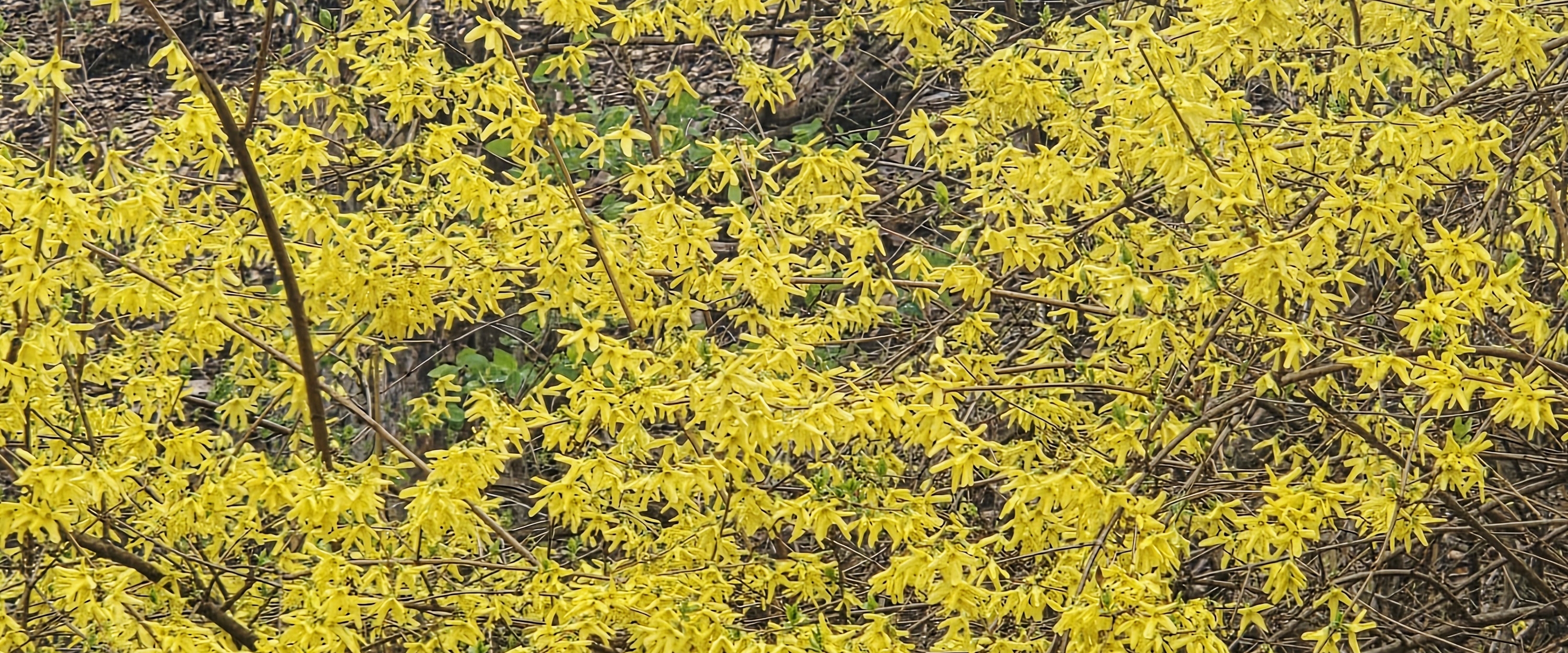 ✨️LOW STEPS ✨️ banner