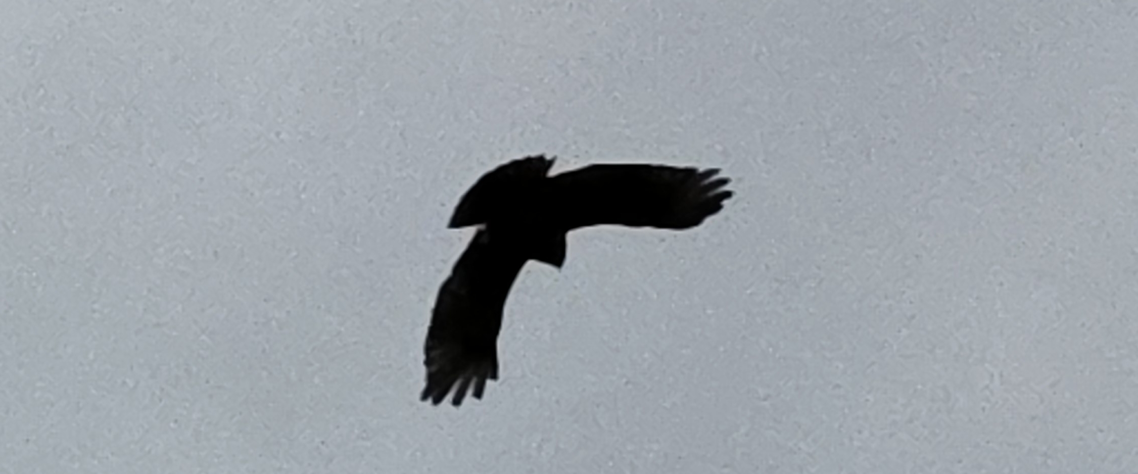 💖NATURE VISITS💖 banner