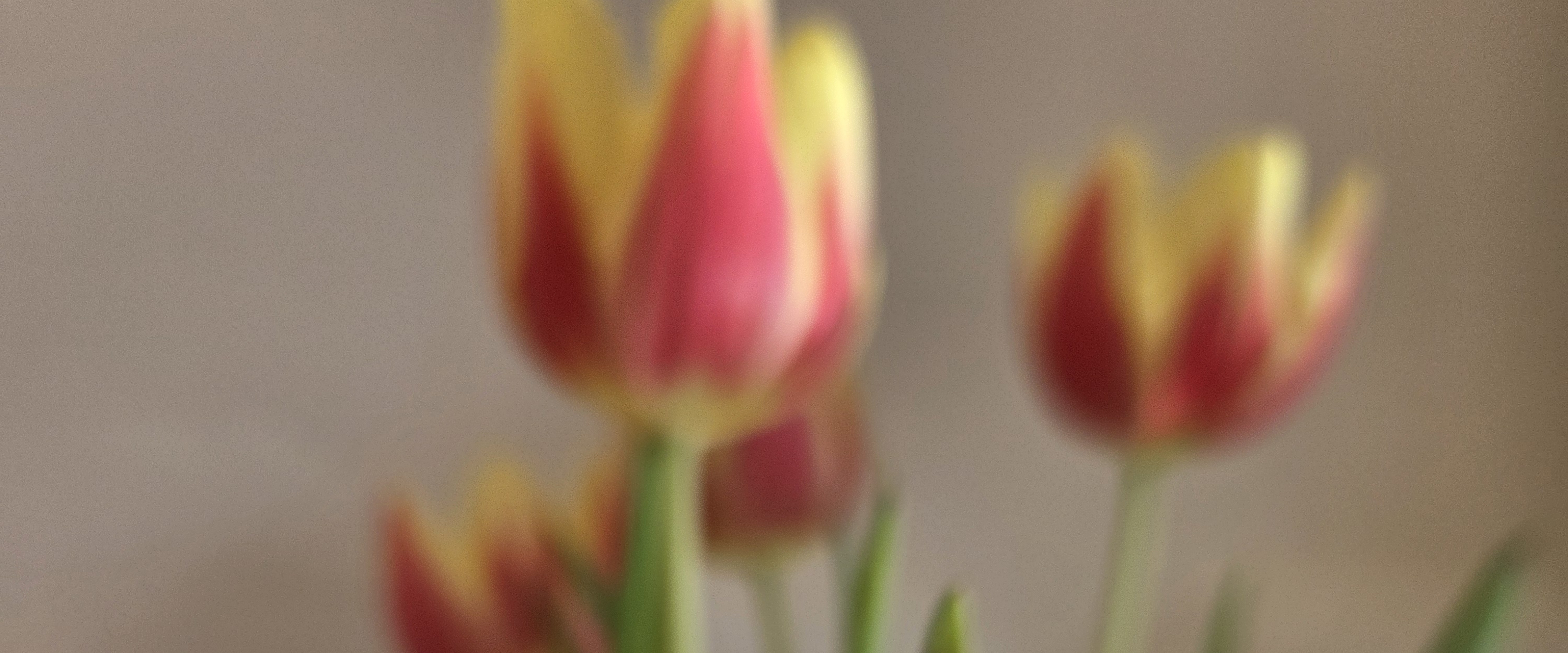 🦜✨️Weaves Club✨️🦜 banner