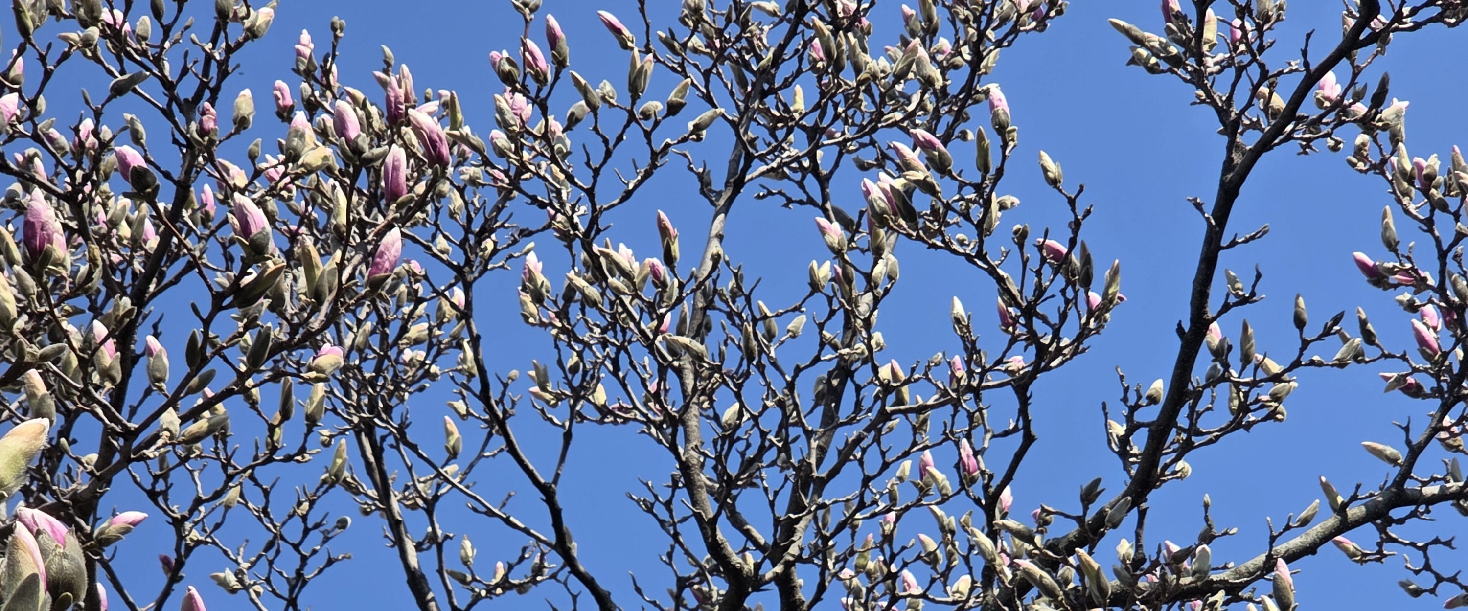 🐟laxmi fitness challenge🐠 banner