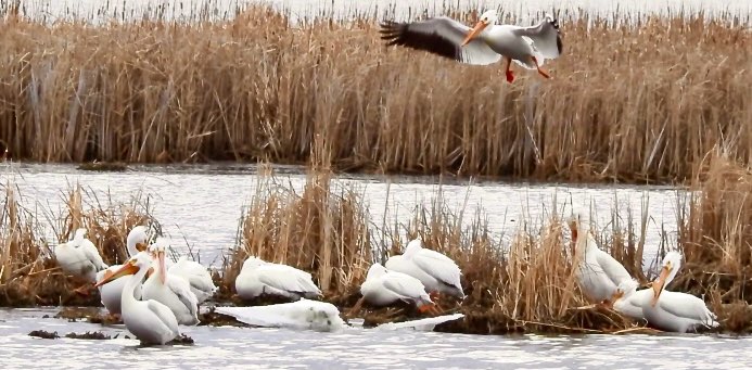 Bird Nerds 🐦‍⬛ banner