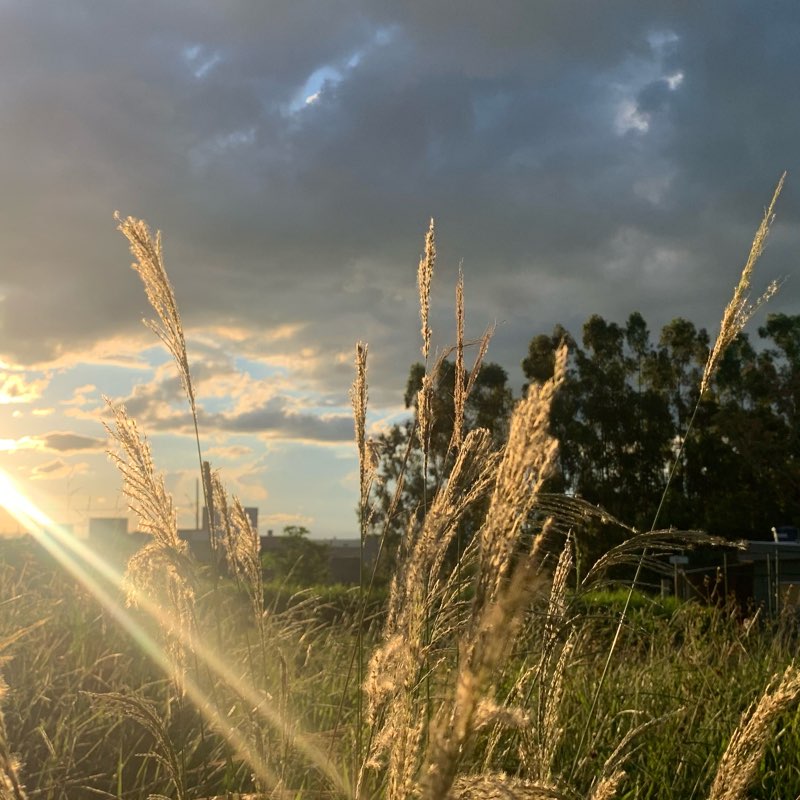 Capí Joy 🇧🇷🇺🇸 logo