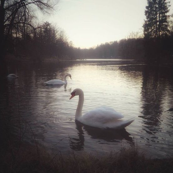 Toning motivation logo