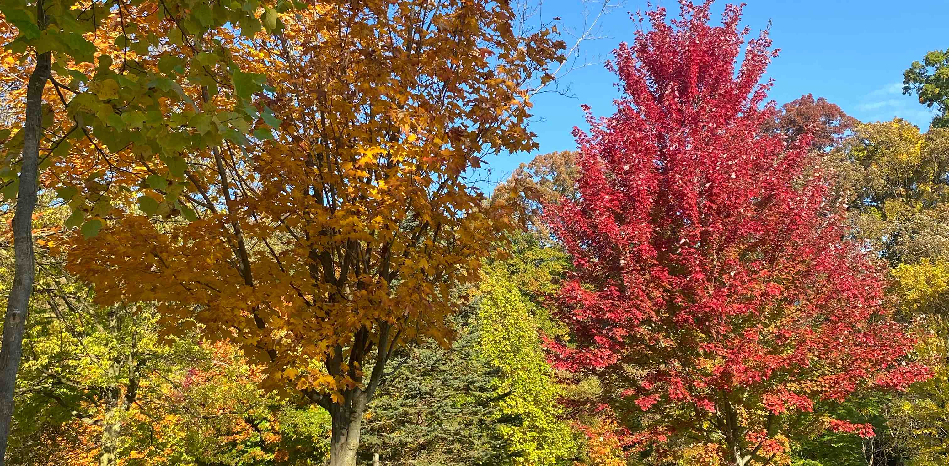 🎉🌞SKM🌞🎉 banner