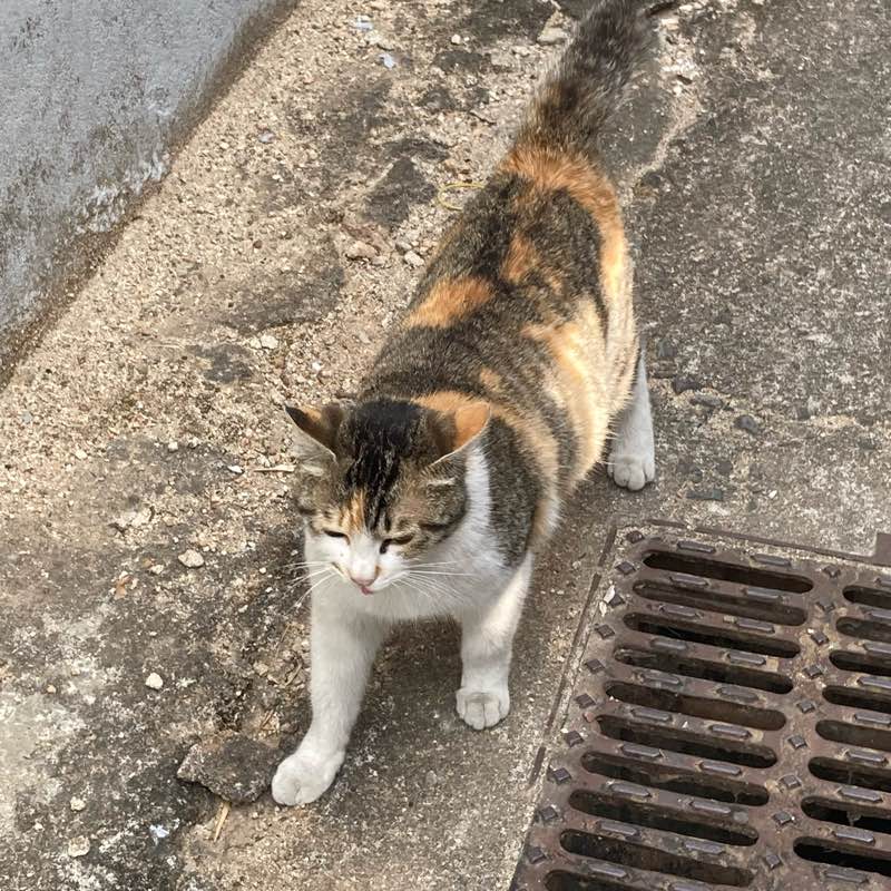 🐾고양이를 찾아서🐾 logo